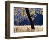 California, Sierra Nevada, Yosemite National Park, a Backlit California Black Oak-Christopher Talbot Frank-Framed Photographic Print