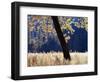 California, Sierra Nevada, Yosemite National Park, a Backlit California Black Oak-Christopher Talbot Frank-Framed Photographic Print