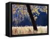 California, Sierra Nevada, Yosemite National Park, a Backlit California Black Oak-Christopher Talbot Frank-Framed Stretched Canvas