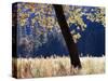 California, Sierra Nevada, Yosemite National Park, a Backlit California Black Oak-Christopher Talbot Frank-Stretched Canvas