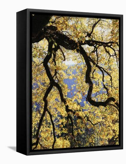 California, Sierra Nevada, Yosemite National Park, Backlit California Black Oaks-Christopher Talbot Frank-Framed Stretched Canvas