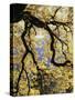 California, Sierra Nevada, Yosemite National Park, Backlit California Black Oaks-Christopher Talbot Frank-Stretched Canvas