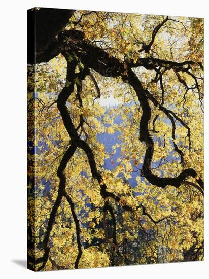 California, Sierra Nevada, Yosemite National Park, Backlit California Black Oaks-Christopher Talbot Frank-Stretched Canvas