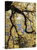 California, Sierra Nevada, Yosemite National Park, Backlit California Black Oaks-Christopher Talbot Frank-Stretched Canvas