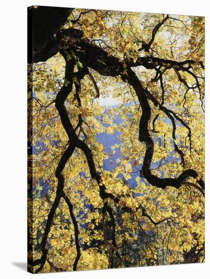 California, Sierra Nevada, Yosemite National Park, Backlit California Black Oaks-Christopher Talbot Frank-Stretched Canvas