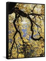 California, Sierra Nevada, Yosemite National Park, Backlit California Black Oaks-Christopher Talbot Frank-Framed Stretched Canvas