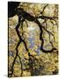 California, Sierra Nevada, Yosemite National Park, Backlit California Black Oaks-Christopher Talbot Frank-Stretched Canvas