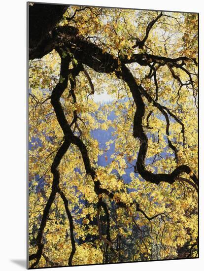 California, Sierra Nevada, Yosemite National Park, Backlit California Black Oaks-Christopher Talbot Frank-Mounted Premium Photographic Print