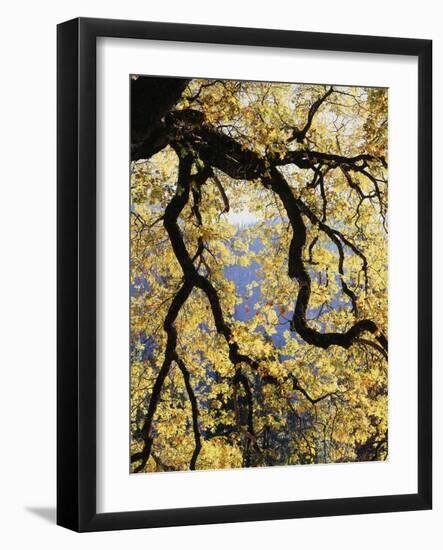 California, Sierra Nevada, Yosemite National Park, Backlit California Black Oaks-Christopher Talbot Frank-Framed Photographic Print