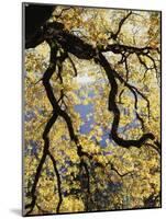 California, Sierra Nevada, Yosemite National Park, Backlit California Black Oaks-Christopher Talbot Frank-Mounted Photographic Print