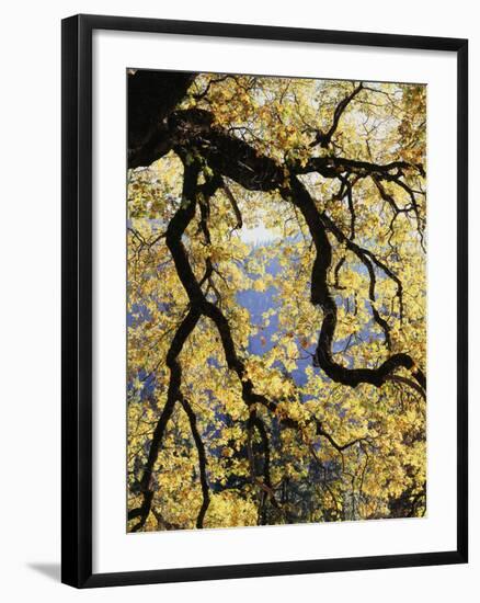 California, Sierra Nevada, Yosemite National Park, Backlit California Black Oaks-Christopher Talbot Frank-Framed Photographic Print