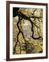 California, Sierra Nevada, Yosemite National Park, Backlit California Black Oaks-Christopher Talbot Frank-Framed Photographic Print