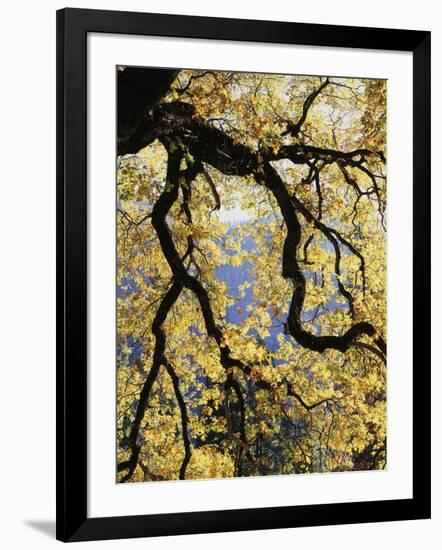 California, Sierra Nevada, Yosemite National Park, Backlit California Black Oaks-Christopher Talbot Frank-Framed Photographic Print