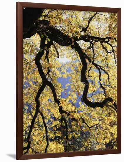 California, Sierra Nevada, Yosemite National Park, Backlit California Black Oaks-Christopher Talbot Frank-Framed Photographic Print