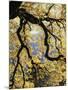 California, Sierra Nevada, Yosemite National Park, Backlit California Black Oaks-Christopher Talbot Frank-Mounted Photographic Print