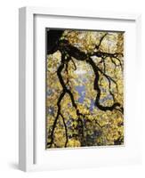 California, Sierra Nevada, Yosemite National Park, Backlit California Black Oaks-Christopher Talbot Frank-Framed Photographic Print