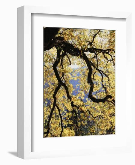 California, Sierra Nevada, Yosemite National Park, Backlit California Black Oaks-Christopher Talbot Frank-Framed Photographic Print