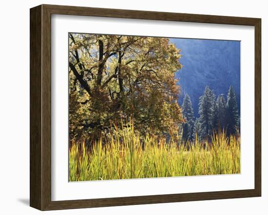 California, Sierra Nevada, Yosemite National Park, Cattails and Black Oak-Christopher Talbot Frank-Framed Premium Photographic Print