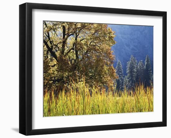 California, Sierra Nevada, Yosemite National Park, Cattails and Black Oak-Christopher Talbot Frank-Framed Premium Photographic Print