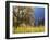 California, Sierra Nevada, Yosemite National Park, Cattails and Black Oak-Christopher Talbot Frank-Framed Premium Photographic Print