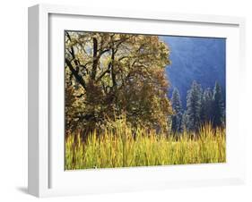 California, Sierra Nevada, Yosemite National Park, Cattails and Black Oak-Christopher Talbot Frank-Framed Premium Photographic Print