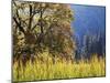 California, Sierra Nevada, Yosemite National Park, Cattails and Black Oak-Christopher Talbot Frank-Mounted Premium Photographic Print