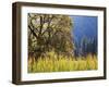 California, Sierra Nevada, Yosemite National Park, Cattails and Black Oak-Christopher Talbot Frank-Framed Photographic Print