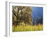 California, Sierra Nevada, Yosemite National Park, Cattails and Black Oak-Christopher Talbot Frank-Framed Photographic Print