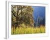 California, Sierra Nevada, Yosemite National Park, Cattails and Black Oak-Christopher Talbot Frank-Framed Photographic Print