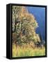 California, Sierra Nevada, Yosemite National Park, Cattails and Black Oak-Christopher Talbot Frank-Framed Stretched Canvas