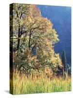 California, Sierra Nevada, Yosemite National Park, Cattails and Black Oak-Christopher Talbot Frank-Stretched Canvas