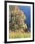 California, Sierra Nevada, Yosemite National Park, Cattails and Black Oak-Christopher Talbot Frank-Framed Photographic Print