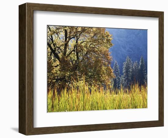 California, Sierra Nevada, Yosemite National Park, Cattails and Black Oak-Christopher Talbot Frank-Framed Photographic Print