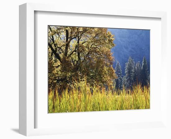 California, Sierra Nevada, Yosemite National Park, Cattails and Black Oak-Christopher Talbot Frank-Framed Photographic Print