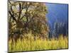 California, Sierra Nevada, Yosemite National Park, Cattails and Black Oak-Christopher Talbot Frank-Mounted Photographic Print