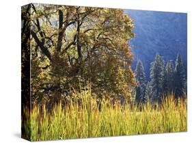 California, Sierra Nevada, Yosemite National Park, Cattails and Black Oak-Christopher Talbot Frank-Stretched Canvas