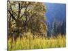 California, Sierra Nevada, Yosemite National Park, Cattails and Black Oak-Christopher Talbot Frank-Stretched Canvas