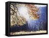 California, Sierra Nevada, Yosemite National Park, Fall Colors of a Black Oak-Christopher Talbot Frank-Framed Stretched Canvas