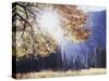 California, Sierra Nevada, Yosemite National Park, Fall Colors of a Black Oak-Christopher Talbot Frank-Stretched Canvas