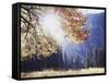 California, Sierra Nevada, Yosemite National Park, Fall Colors of a Black Oak-Christopher Talbot Frank-Framed Stretched Canvas