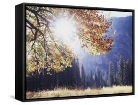 California, Sierra Nevada, Yosemite National Park, Fall Colors of a Black Oak-Christopher Talbot Frank-Framed Stretched Canvas