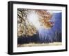 California, Sierra Nevada, Yosemite National Park, Fall Colors of a Black Oak-Christopher Talbot Frank-Framed Premium Photographic Print