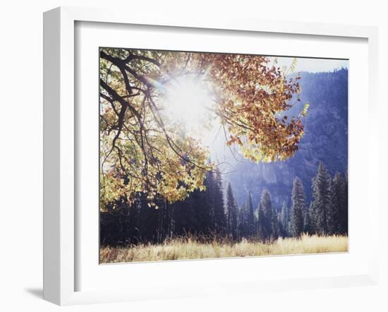 California, Sierra Nevada, Yosemite National Park, Fall Colors of a Black Oak-Christopher Talbot Frank-Framed Premium Photographic Print