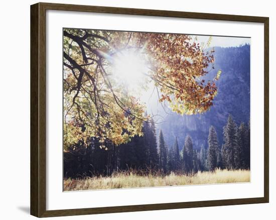 California, Sierra Nevada, Yosemite National Park, Fall Colors of a Black Oak-Christopher Talbot Frank-Framed Photographic Print