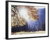 California, Sierra Nevada, Yosemite National Park, Fall Colors of a Black Oak-Christopher Talbot Frank-Framed Photographic Print