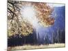 California, Sierra Nevada, Yosemite National Park, Fall Colors of a Black Oak-Christopher Talbot Frank-Mounted Photographic Print