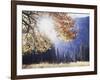 California, Sierra Nevada, Yosemite National Park, Fall Colors of a Black Oak-Christopher Talbot Frank-Framed Photographic Print