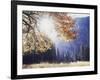 California, Sierra Nevada, Yosemite National Park, Fall Colors of a Black Oak-Christopher Talbot Frank-Framed Photographic Print