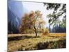 California, Sierra Nevada, Yosemite National Park, Fall Colors of a Black Oak-Christopher Talbot Frank-Mounted Premium Photographic Print