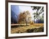 California, Sierra Nevada, Yosemite National Park, Fall Colors of a Black Oak-Christopher Talbot Frank-Framed Photographic Print